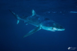 Blue Shark by Eric Addicott 